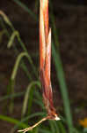 Hanging sedge